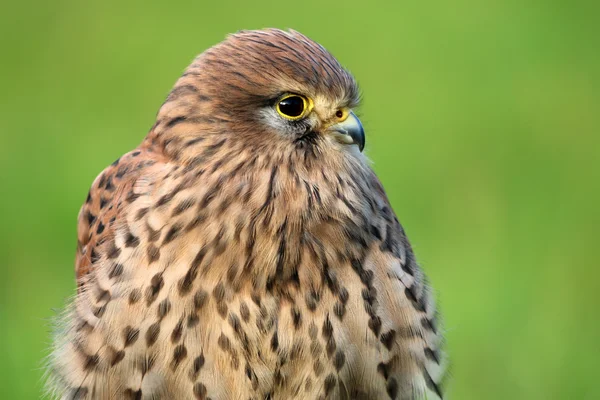 Oiseau de faucon mignon — Photo