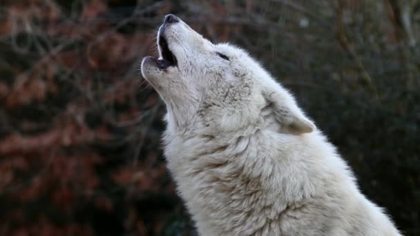 Howling White Hudson Bay Wolf — Stock Video