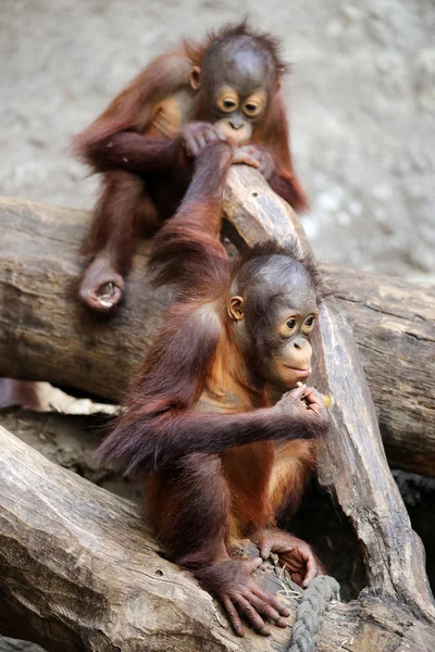 Orangutanes sentados en un árbol —  Fotos de Stock