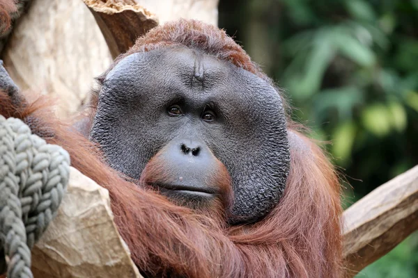 Orangutan erkek ağaç üzerinde — Stok fotoğraf