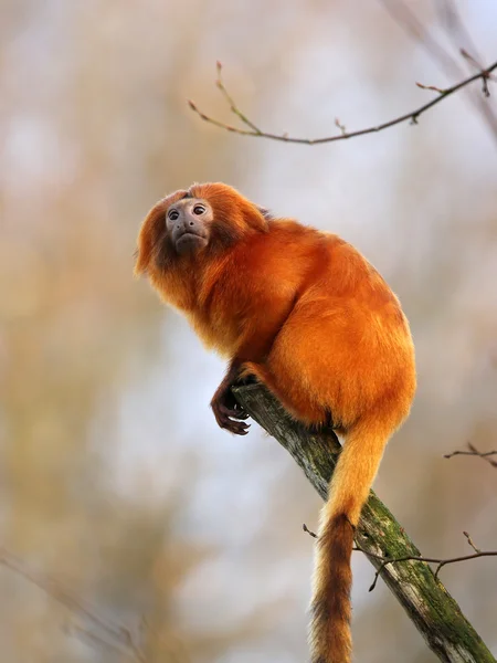 Altın Aslan pembe maymun — Stok fotoğraf