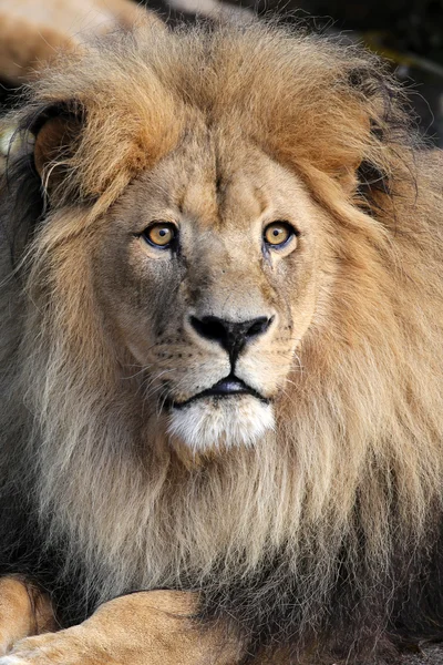 Big lion head — Stock Photo, Image