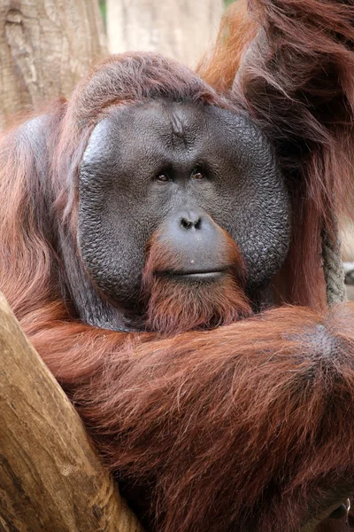 Orangután macho en árbol — Foto de Stock