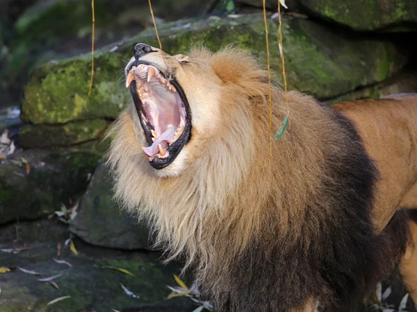 Singa dengan mulut terbuka — Stok Foto