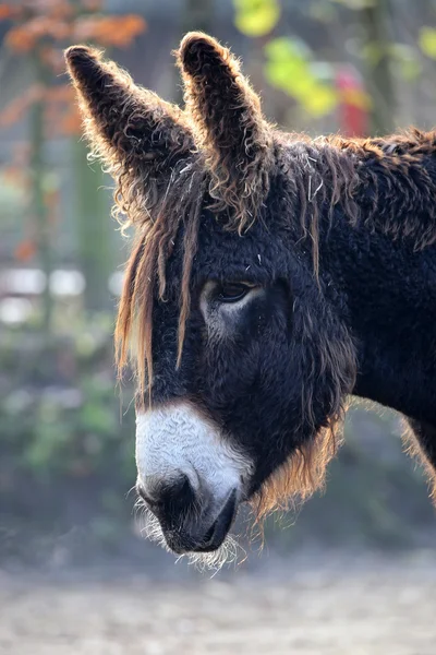 Cabeça de burro de Poitou — Fotografia de Stock