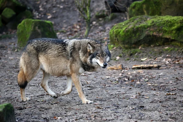 Grey wolf walking — Stock Photo, Image