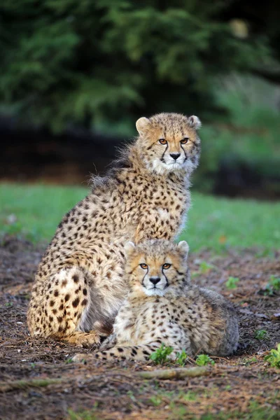 Cheetahs sitting on ground — Stock Photo, Image