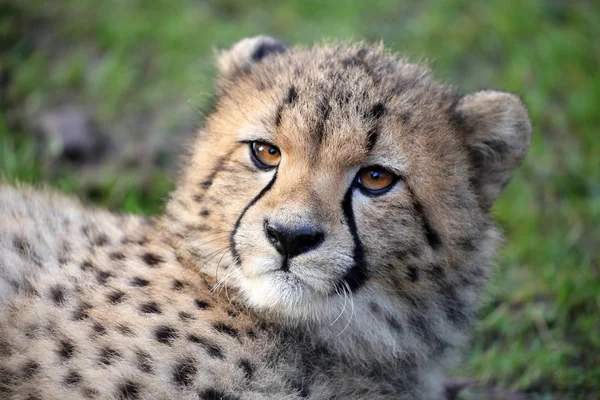 Cute cheetah head — Stock Photo, Image