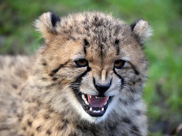 Schattig cheetah hoofd — Stockfoto