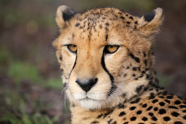 Cute cheetah head — Stock Photo, Image