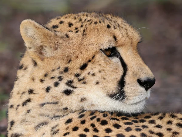 Bella testa di ghepardo — Foto Stock