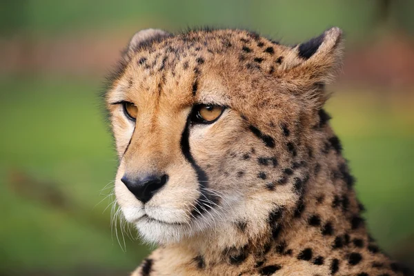 Bella testa di ghepardo — Foto Stock