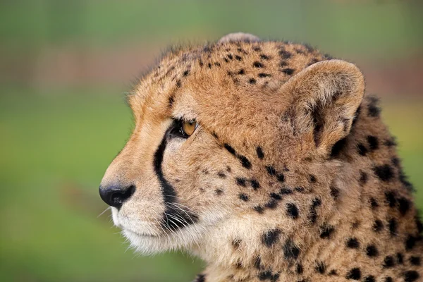 Schattig cheetah hoofd — Stockfoto