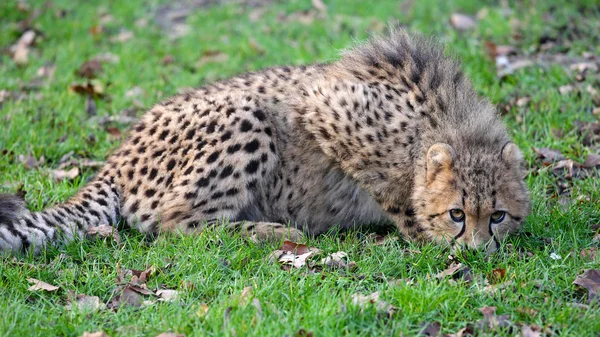 Cheetah sdraiato a terra — Foto Stock