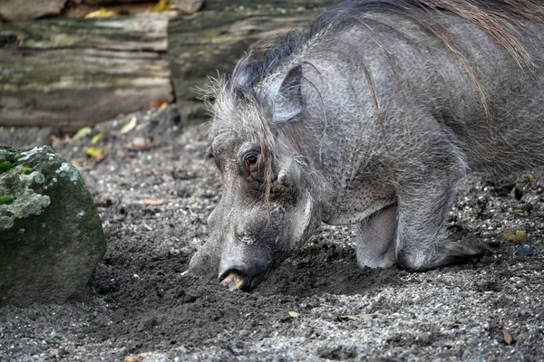 Velho warthog no chão — Fotografia de Stock