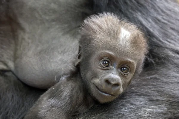 Niedliches Gorilla-Baby — Stockfoto