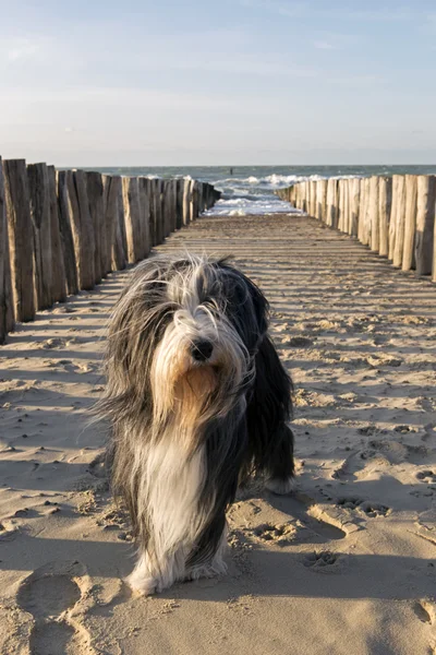 Hund på Domburg beach — Stockfoto