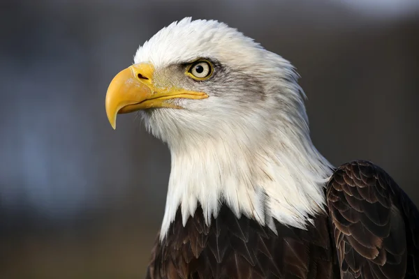 Weißkopfseeadler — Stockfoto