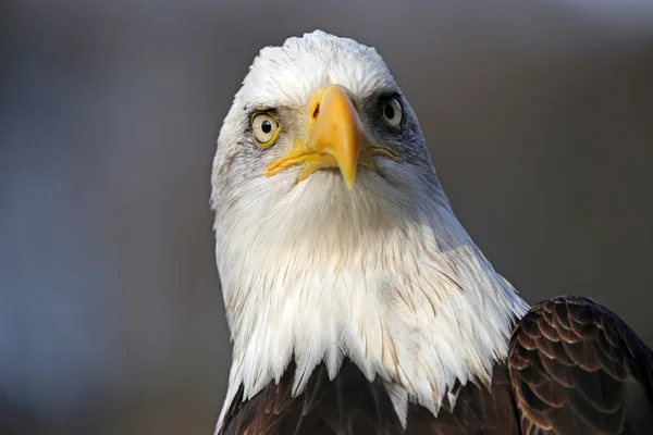 Fläckig örnfågel — Stockfoto