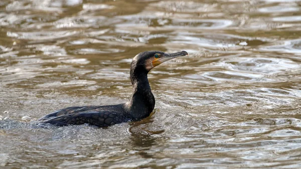 水の中の鵜の鳥 — ストック写真