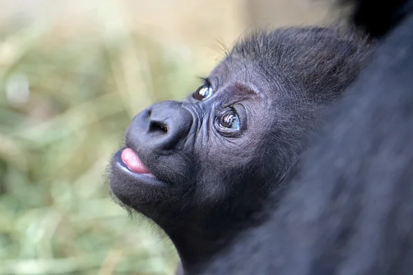 Lindo bebé gorila — Foto de Stock