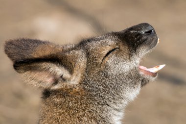 Bennet'in Wallaby kafa