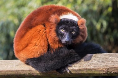 beautiful red lemur  clipart