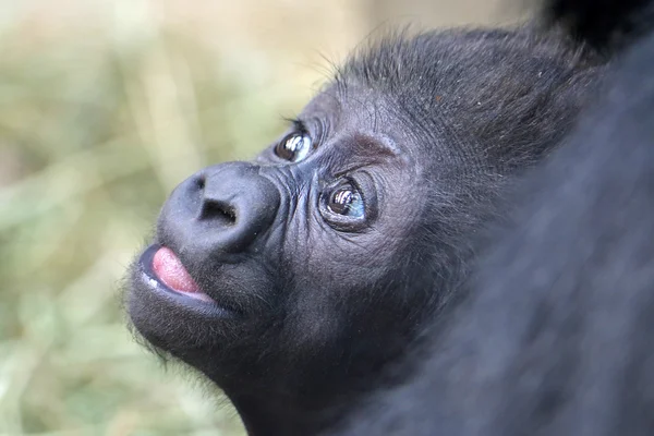 Lindo bebé gorila — Foto de Stock