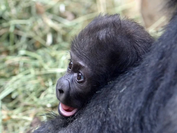 Lindo bebé gorila — Foto de Stock