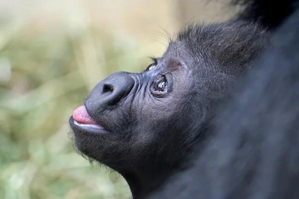 Lindo bebé gorila — Foto de Stock