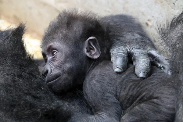Cute goryl dziecka — Zdjęcie stockowe