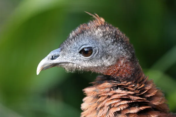 Beautiful pheasant bird — Stock Photo, Image