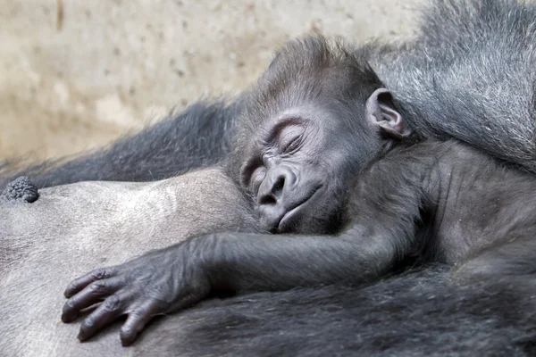 Mignon bébé gorille — Photo