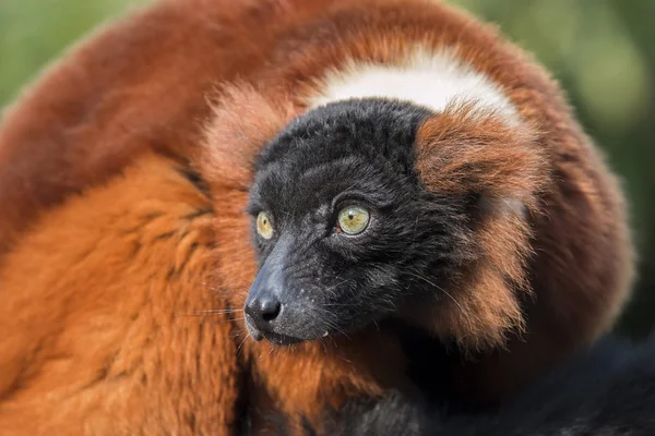 Güzel kırmızı lemur — Stok fotoğraf