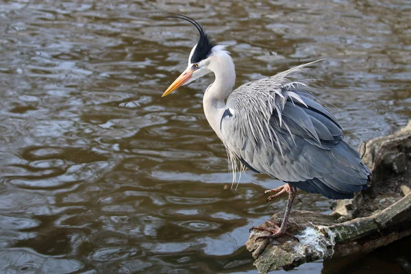 Blue heron bird — Stock Photo, Image