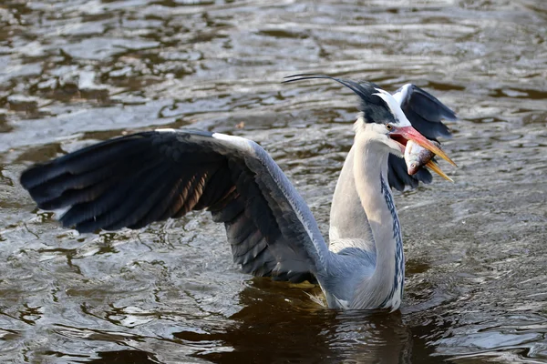 Blue heron ptáků ulovených ryb — Stock fotografie