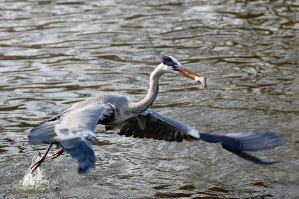 Blue heron vogel gevangen vis — Stockfoto