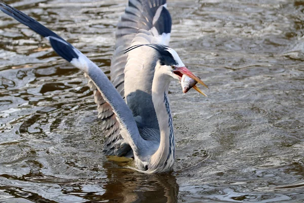 Blue heron bird caught fish — Stock Photo, Image