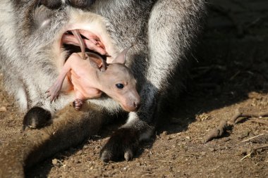 Bennet Wallaby Joey