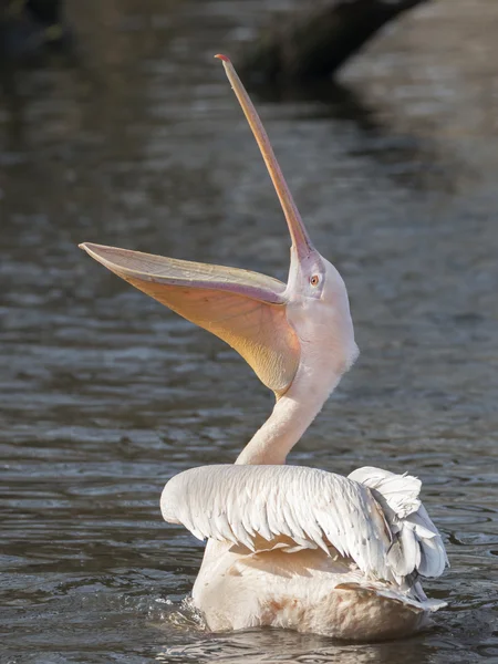 Pelican with open beak — Stock Photo, Image