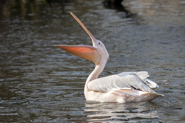 Pelican with open beak — Stock Photo, Image