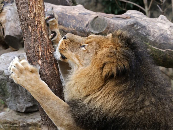 Lion is sharpening his nails — Stock Photo, Image