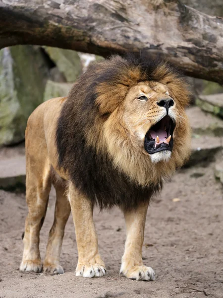 Lion marche à l'extérieur — Photo