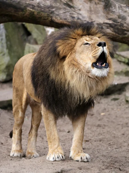 León caminando al aire libre — Foto de Stock