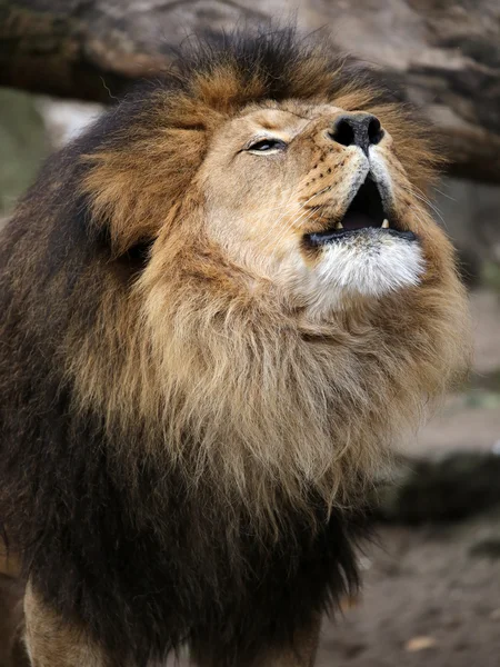 Grote lion's head — Stockfoto