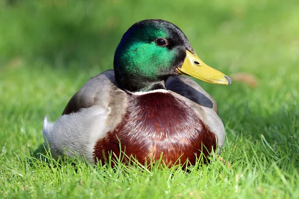 Wild male duck — Stock Photo, Image