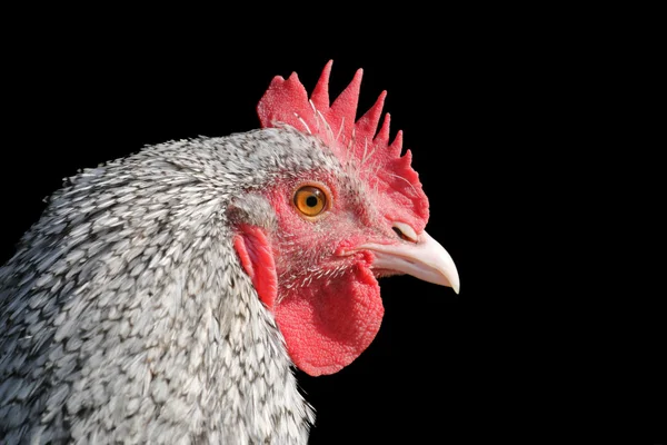 Dutch Blue Chicken — Stock Photo, Image