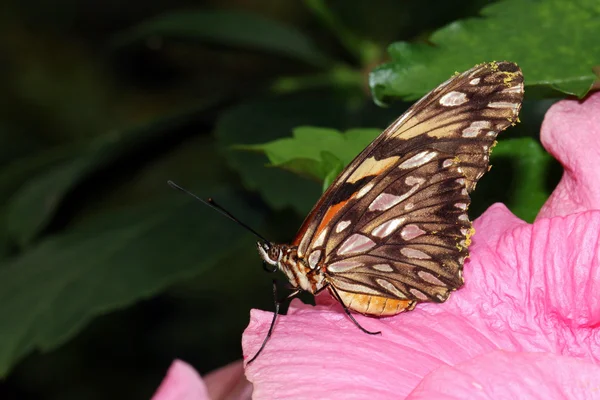 Butterfly on hibiscus flower — Stock Photo, Image