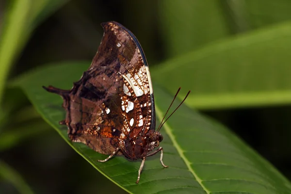 Motyl na zielonym liściu — Zdjęcie stockowe