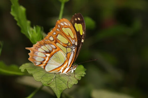 Butterfly on green leaf — Stock Photo, Image